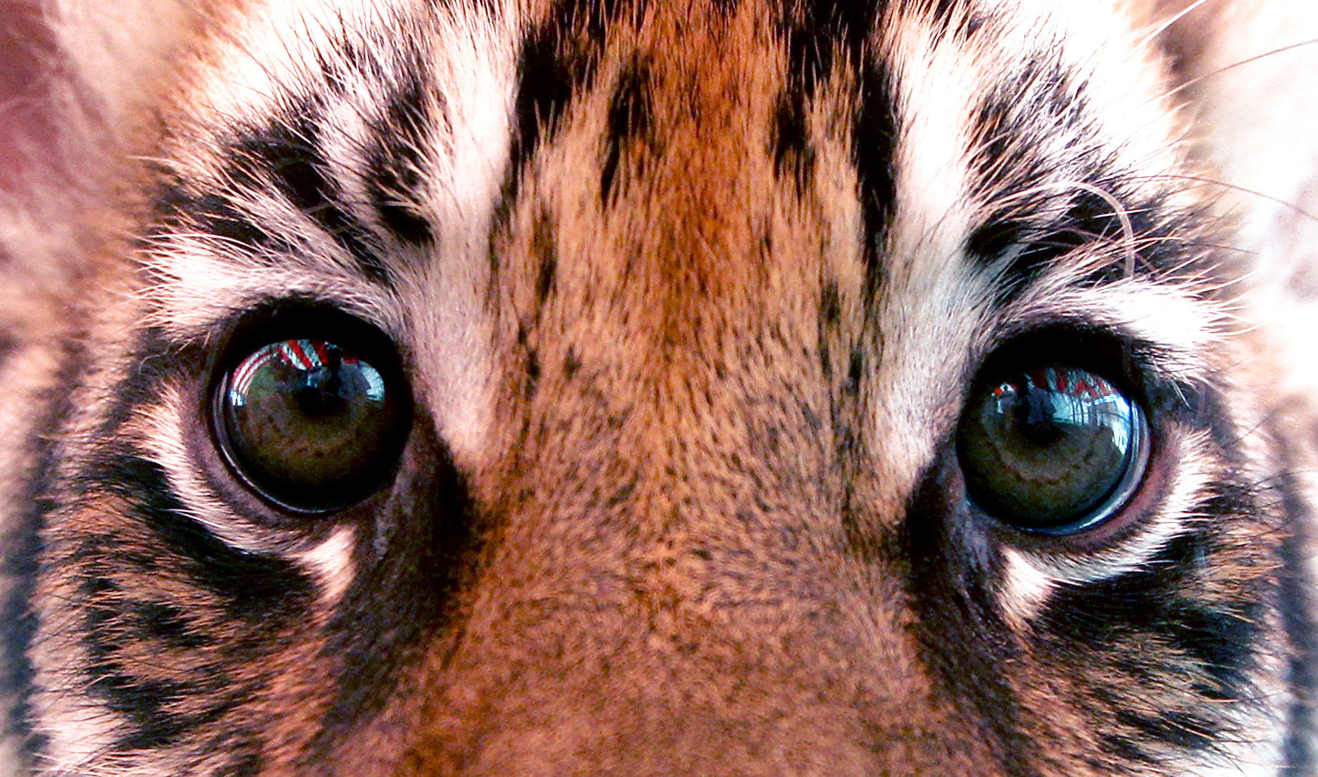 Tigers-at-the-fair-006